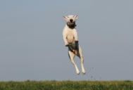 Dog jump